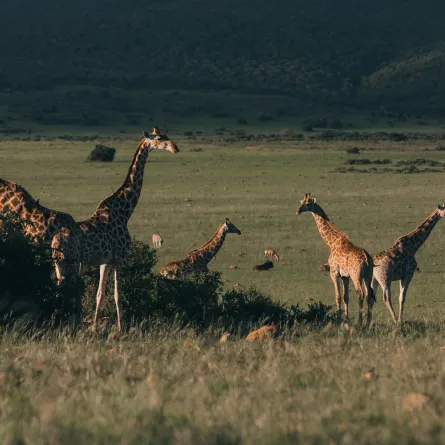 حديقة الحيوانات بالعين تحتفي بالزائر رقم 10 مليون - الصورة من pexels by rachel claire