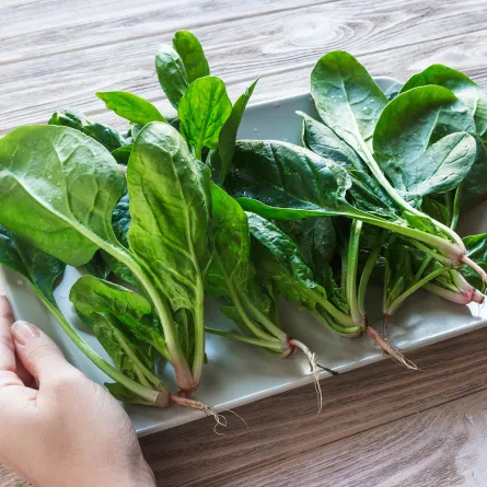أيهما أفضل السبانخ النيء أم المطبوخ برأي طبيبة تغذية؟