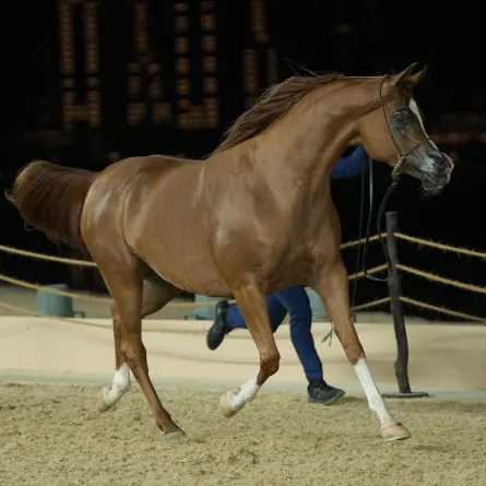 منافسات جولة الجياد العربية 2024. الصورة من حساب كتارا على منصة x