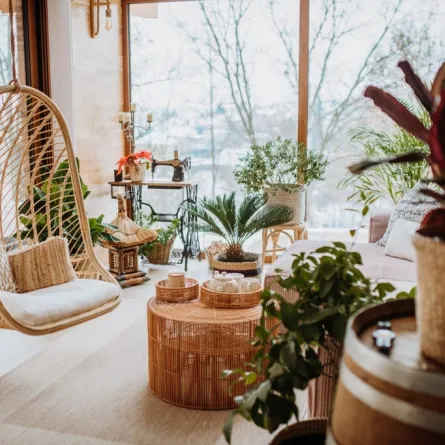 النباتات المنزلية تميز الديكور