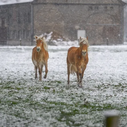 تفسير حلم الخيل 