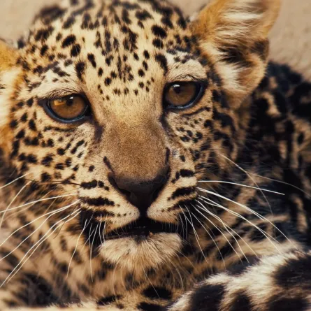 النمر العربي