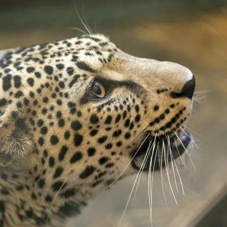 النمر العربي يحظى بتفاعل عالمي من 95 دولة - الصورة من موقع الهيئة الملكية لمحافظة العلا 