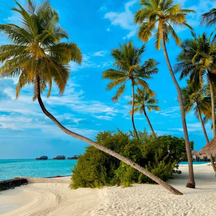 تفسير رؤيا طلع النخل في المنام