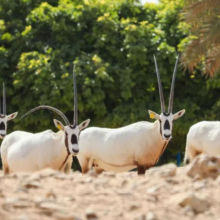 جهود حديقة الحيوانات بالعين للحفاظ على المها العربي - الصورة من مكتب أبوظبي الإعلامي