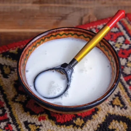 حليب الإبل ذهب الصحراء الأبيض