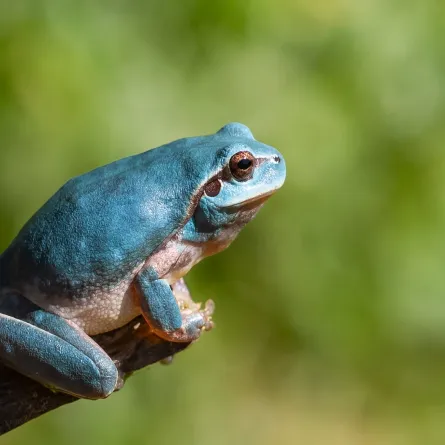 حلم الضفدع في المنام