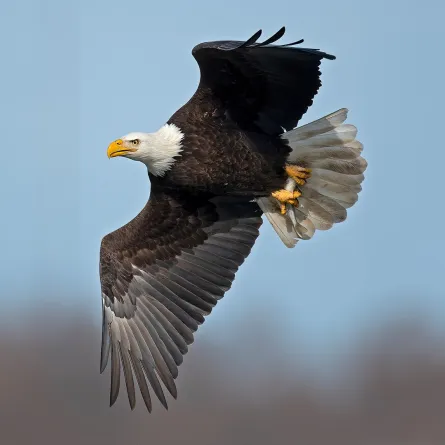 تفسير حلم طائر كبير في المنام