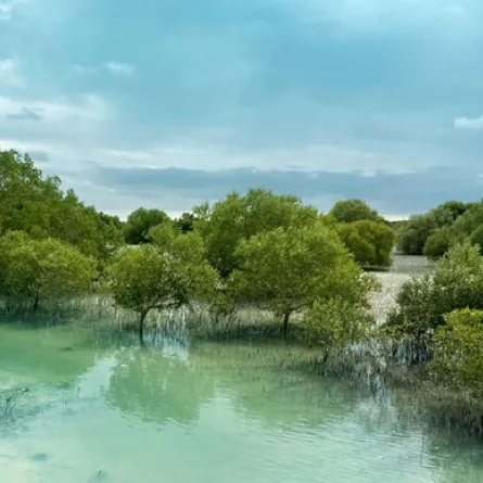 أشجار القرم. الصورة من مكتب أبوظبي الإعلامي