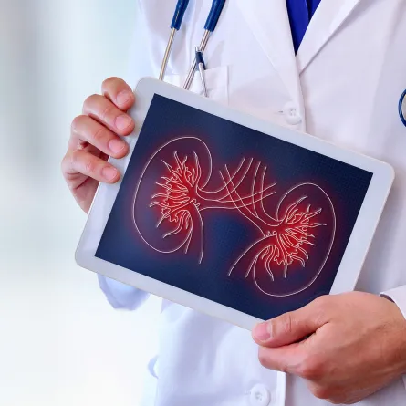 الحفاظ على صحة الكلى وتنظيف الجسم من السموم 