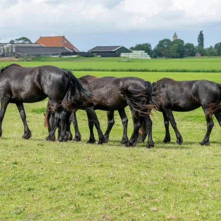 تفسير حلم الوان الحصان