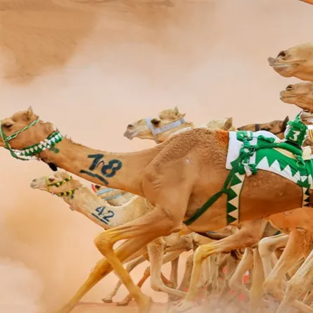 فعاليات بطولة "كأس العُلا للهجن