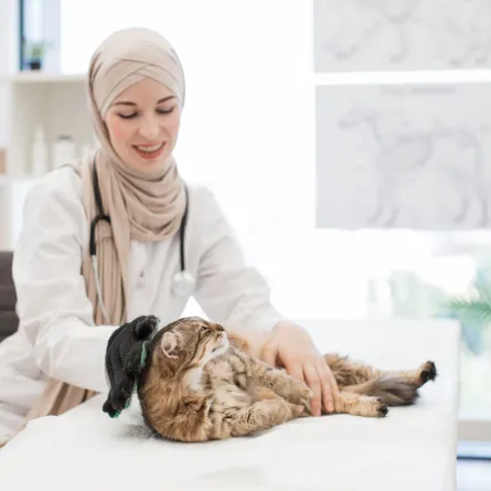 صورة طبيببة بيطرية مع القطة