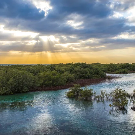 الشعب المرجانية