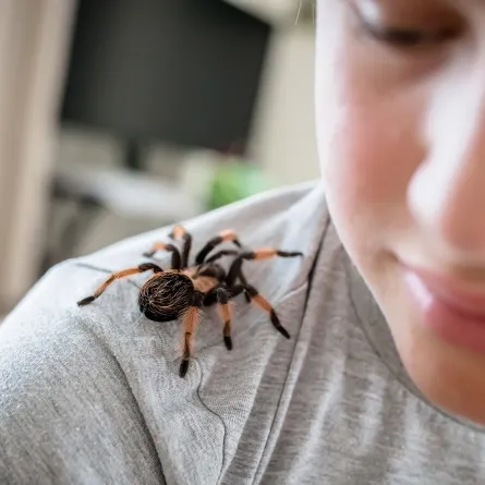 تفسير العنكبوت في المنام 