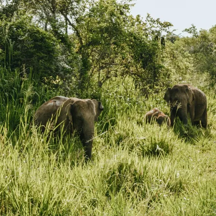 حلم الفيل في المنام - الصورة تعبيرية  