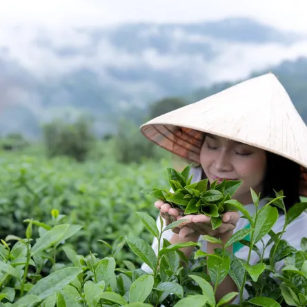 أماكن سياحية في آسيا مخصصة لزراعة الشاي 