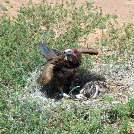 محمية الملك سلمان الملكية