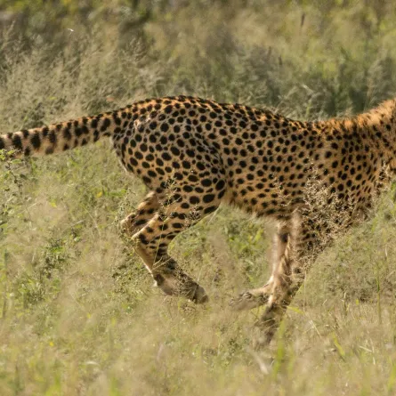 تفسير حلم الفهد يطارد الشخص في المنام - الصورة تعبيرية