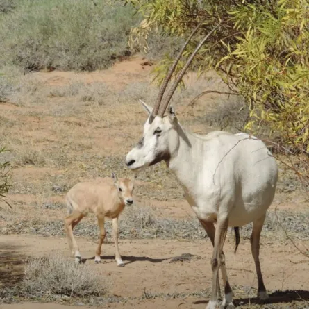 ولادة المها العربي "الوضيحي" المهدد بالانقراض في القصيم ببريدة - الصورة من حساب إمارة منطقة القصيم على إكس