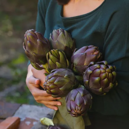 صورة لحامل تتناول قلب الخرشوف مقطّعاً