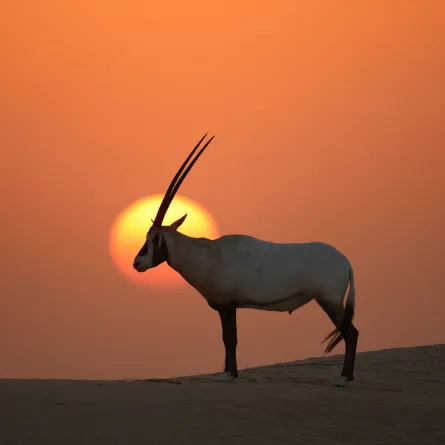 تسعة مواقع هامة للتنوع البيولوجي عالمياً  ـ مصدر الصورة وكالة أنباء الإمارات