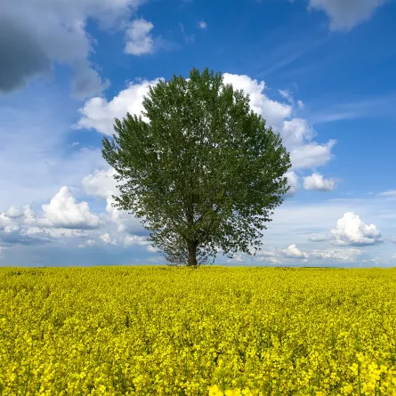 يُعرّف السواك بأنه غصن شجرة الأراك