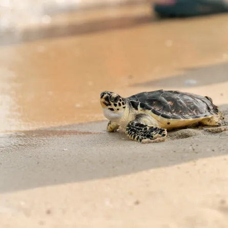 إطلاق 63 سلحفاة بعد إعادة تأهيلها إلى بيئتها الطبيعية في دبي - مصدر الصورة وكالة أنباء الإمارات