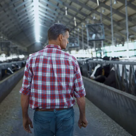 الأضحية أحب الأعمال إلى الله في عيد الأضحى المبارك، فما هي شروطها؟