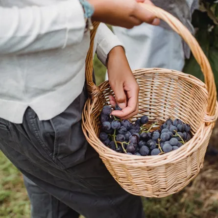 العنب الأسود وفوائد لا تحصى