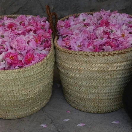  ورد الجبل الأخضر. الصورة من وكالة الأنباء العمانية