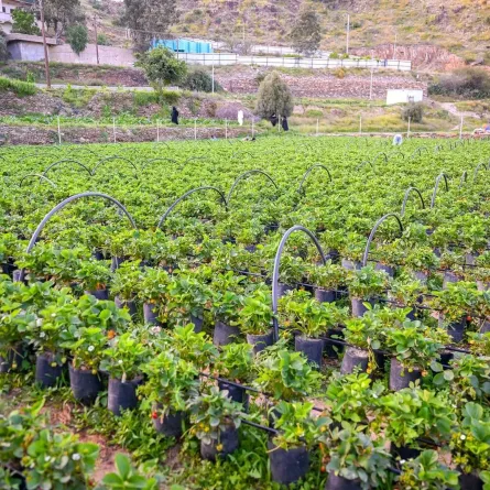 صيف الباحة  ينظّم 6 مهرجانات زراعية موسمية تعزز هوية الباحة الزراعية- مصدر الصورة واس