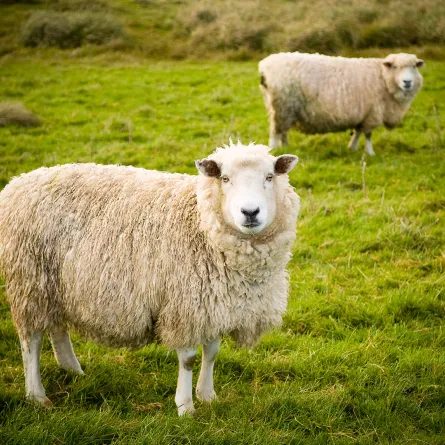 تفسير رؤيا توزيع الأضاحي في المنام