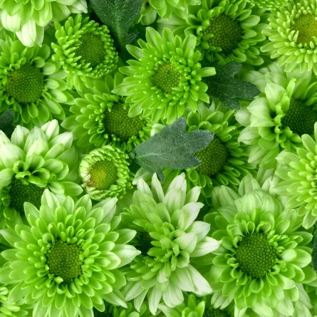 تفسير حلم اللون الأخضر