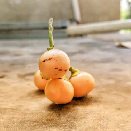 تحتوي البمبر على نسبة عالية من الفيتامينات والمعادن والمركّبات الكيميائية