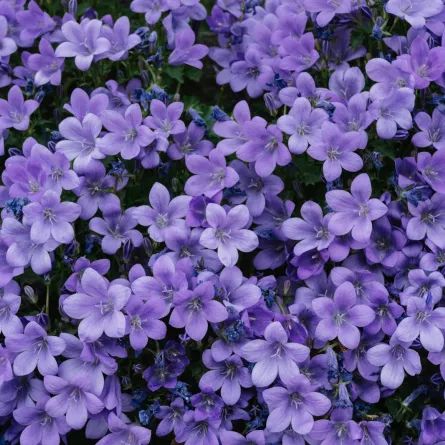 تفسير حلم الورد البنفسجي للعزباء