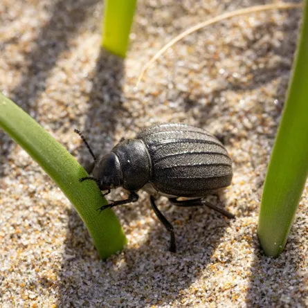 تفسير حلم الخنفساء السوداء في المنام
