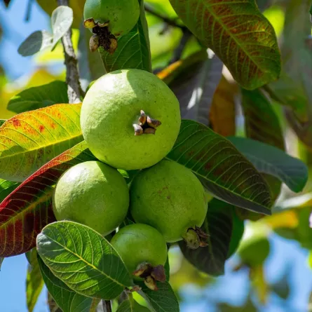 صورة لشجرة الجوافة