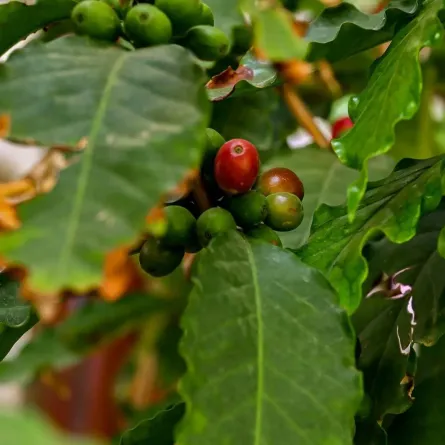 البُن الشدوي