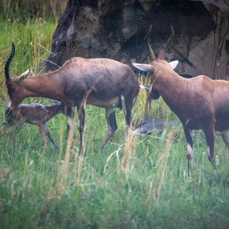 تفسير حلم رؤيا الظبى فى المنام