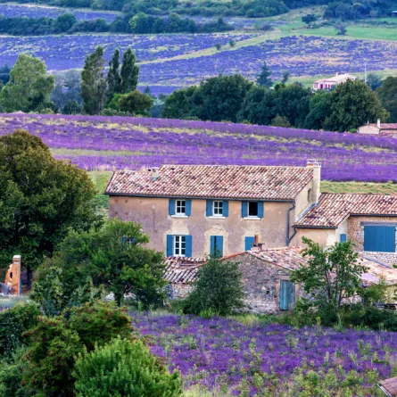 حقول الخزامى في بروفانس