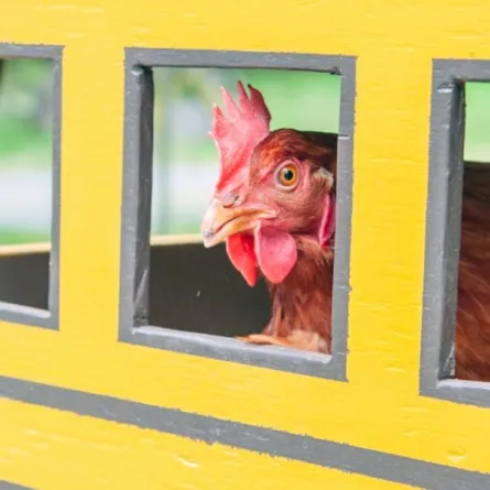 الدجاجة لاسي