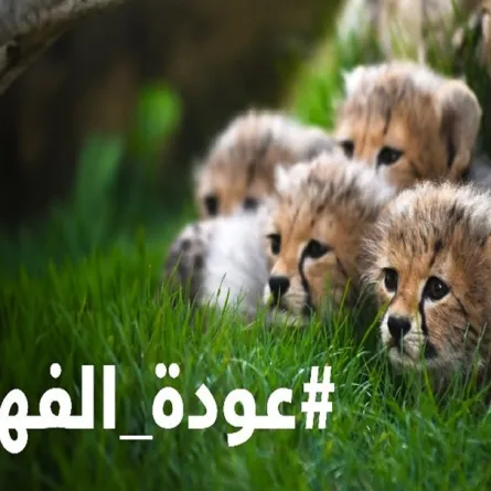 توطين الفهد