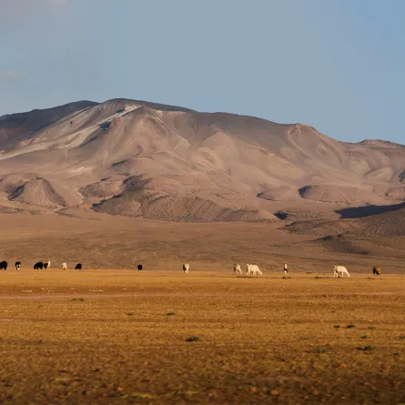 صحراءِ أتاكاما في تشيلي