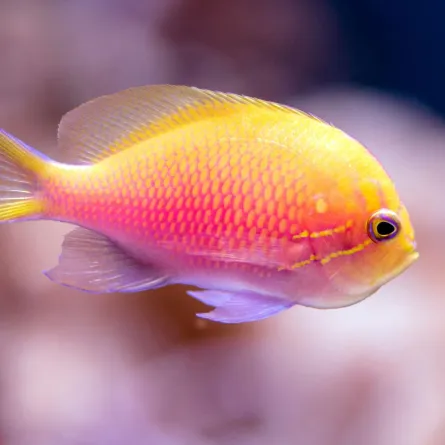 اكتشاف نوع جديد من الأسماك في نبراسكا الأمريكية 