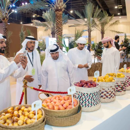 دبي للرطب- الصورة من مركز حمدان بن محمد لإحياء التراث 
