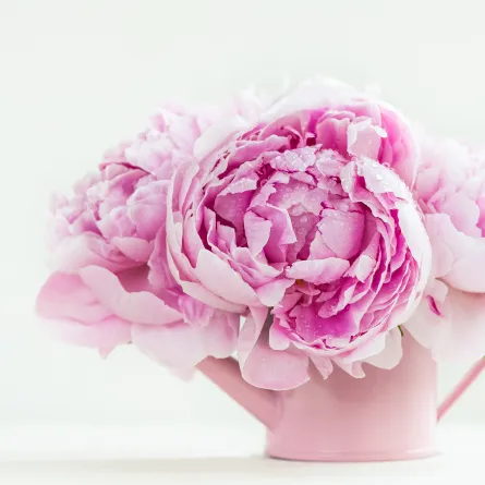 مجموعة من أزهار الفاونيا