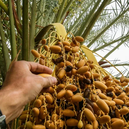 الرطب غني بالسكريات الطبيعية لتزويد الجسم بالطاقة