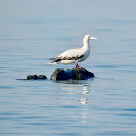 طائر الأطيش أحمر القدمين. الصورة من مكتب أبوظبي الإعلامي