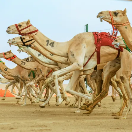 مهرجان ولي العهد للهجن